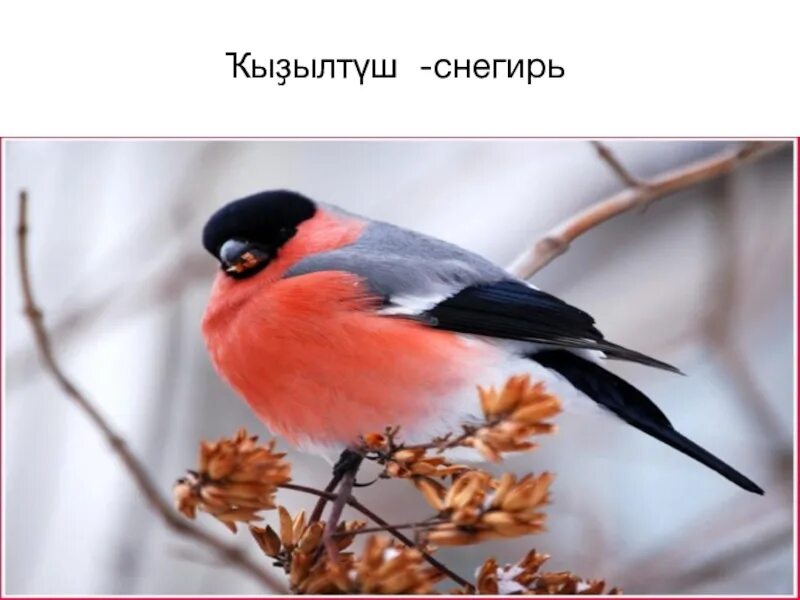 Перевод птиц с башкирского на русский. Птицы на башкирском языке. снегирь на башкирском. зимующие птицы на башкирском языке. птицы башкирии на башкирском языке.