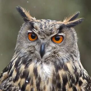 Owl на русский