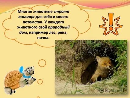 Какие животные живут рядом с сумкой