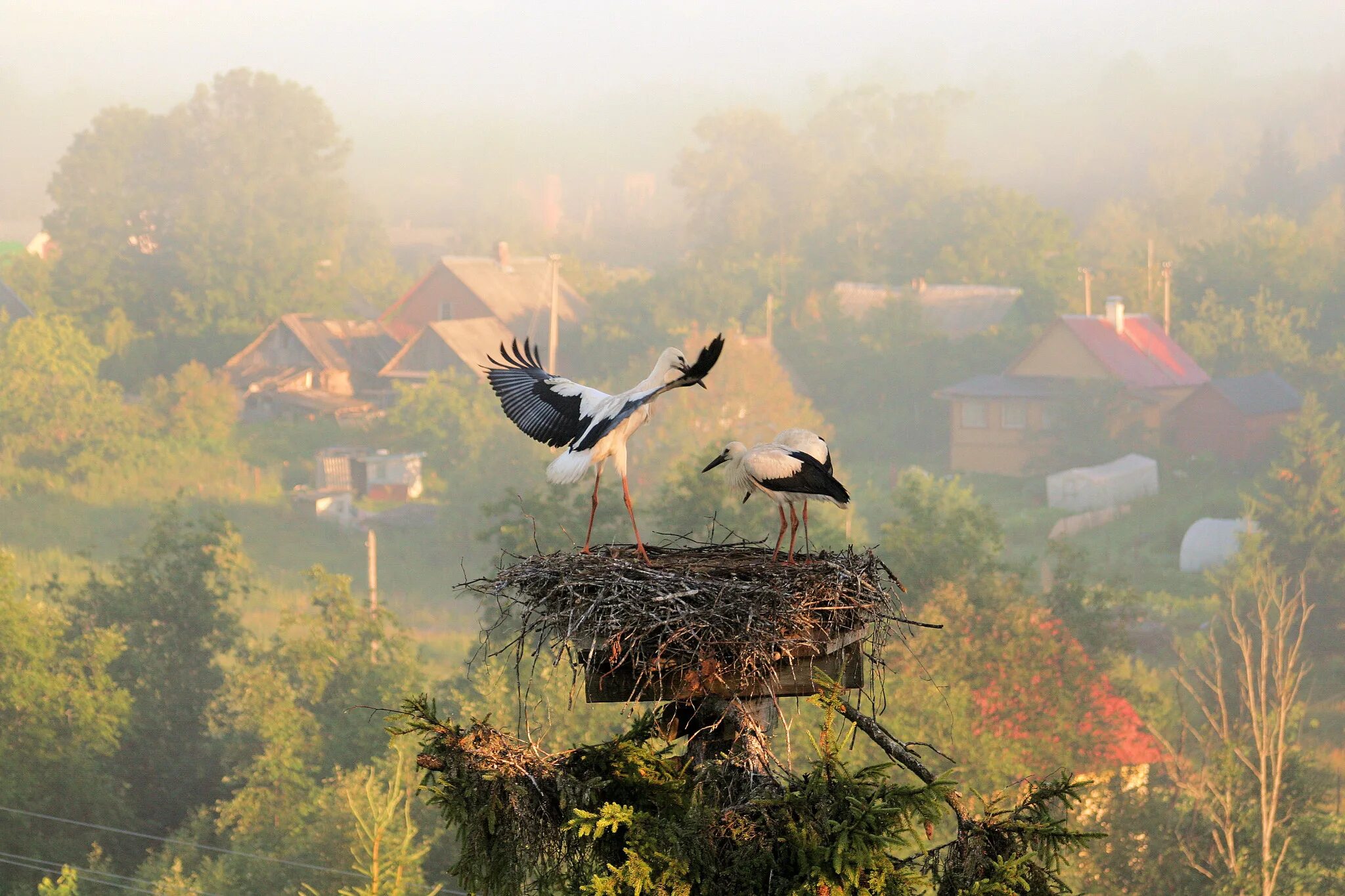 Белые птицы кружат над крышами слушать. Утро в деревне. Пейзаж с аистами. Аисты в деревне. Утро в деревне летом.