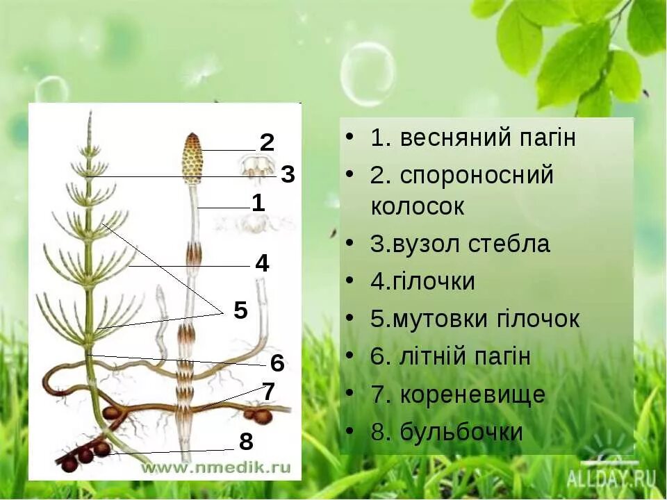 Мутовки у хвощей. Весенний и летний побег хвоща. Весенний побег хвоща полевого. Хвощевидные мутовка. Хвощ полевой группа организмов