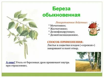 Систематическая группа березы обыкновенной