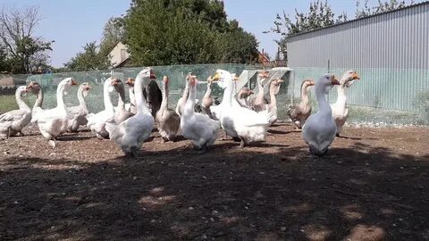 Холмогорские гуси воронежская область