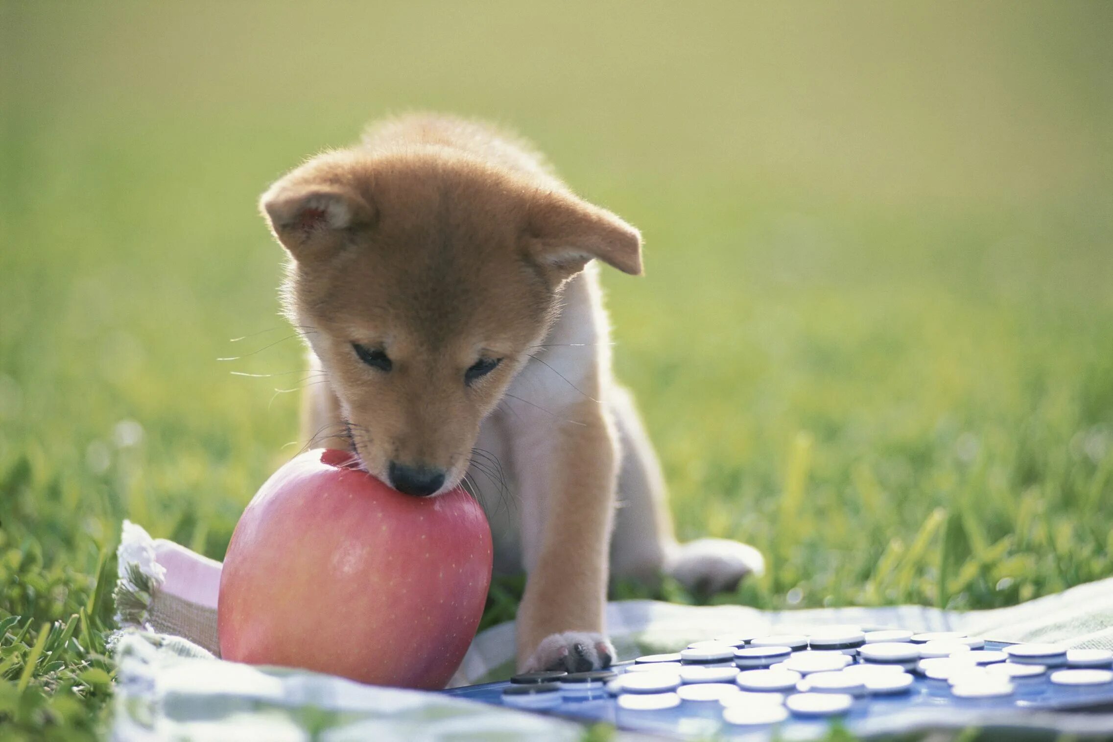 Можно ли давать собаке яблоки. Собака с яблоком. Щенок ест яблоко. Смешной пёс с яблоками. Фон собаки с яблоками.
