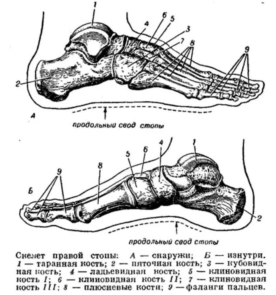 Кости стопы вид сбоку. Стопа вид сбоку анатомия. Стопа человека кость сбоку. Скелет стопы анатомия. Кости подошвы