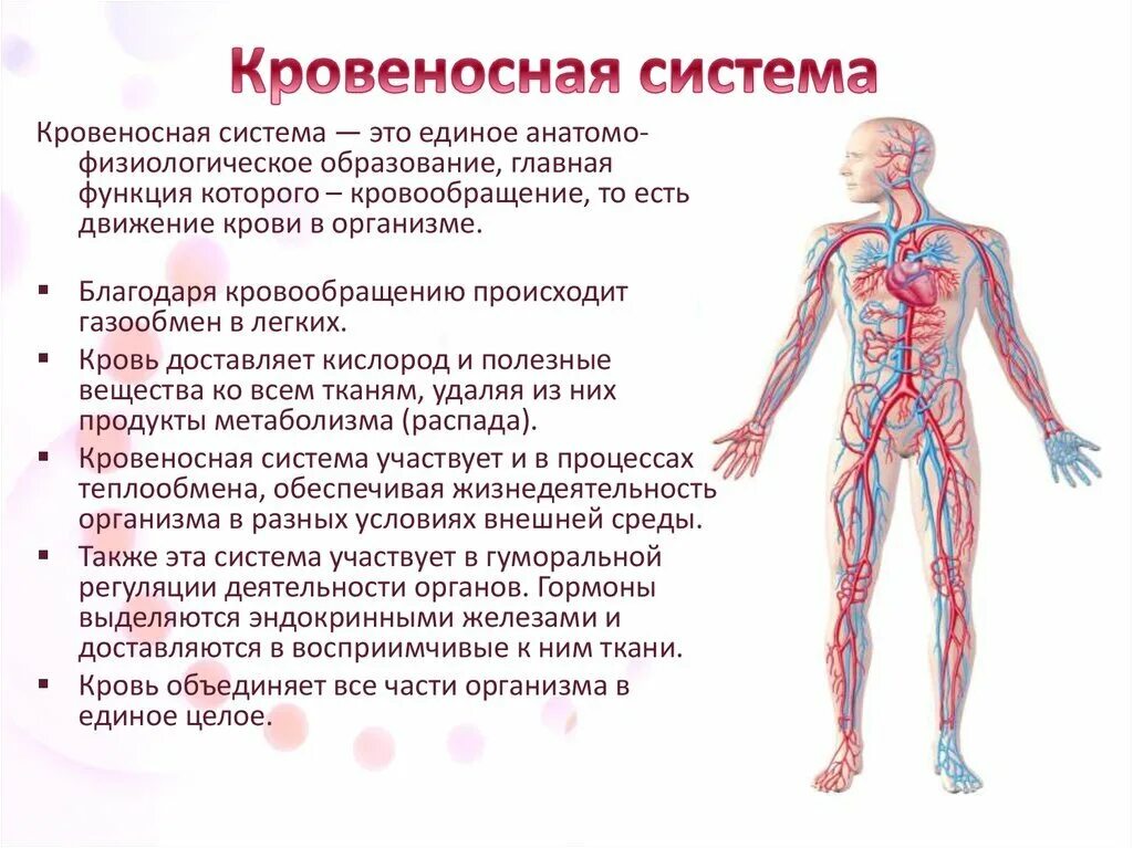 Строение и функции кровеносной системы. Кровеносная система человека кратко 4 класс. Опишите функции кровеносной системы. Функция кровеносной системы человека 3 класс.