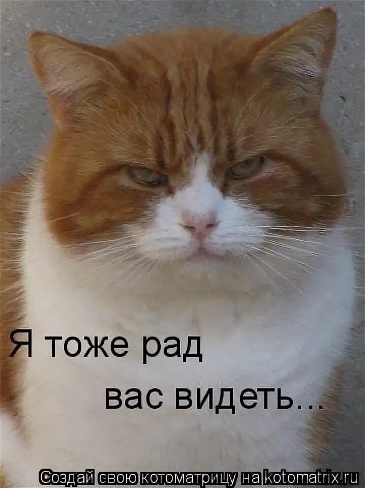 Кот рад встрече. Я тоже не рада. Я рад вас видеть. Очень рад тебя видеть. Я тоже не рада.