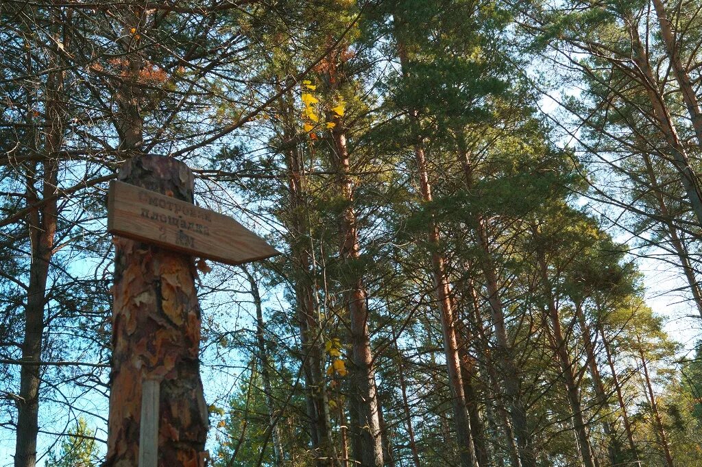 Экологическая тропа зверобой бердские скалы. Троп новосибирск. Троп новосибирск. Зверобой тропа новосибирск. Тропа зверобой в искитимском районе.