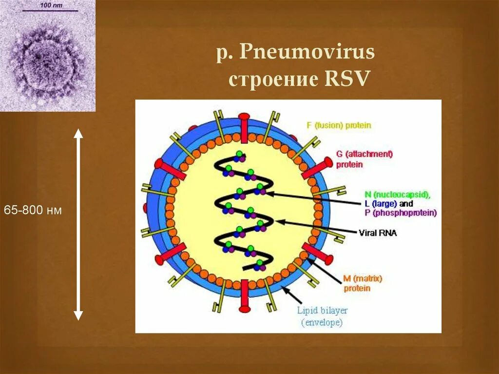 Метапневмовирус у ребенка. Метапневмовирус строение. Метапневмовирус возбудитель. Метапневмовирус микробиология. Строение пневмовирусов.