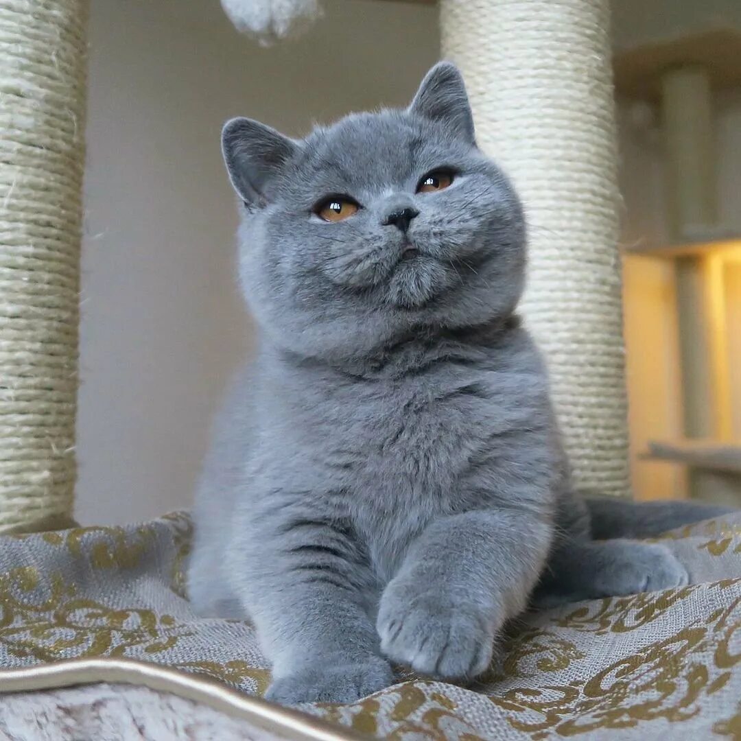 Британец кот прямоухий серый. Британец кот прямоухий серый
