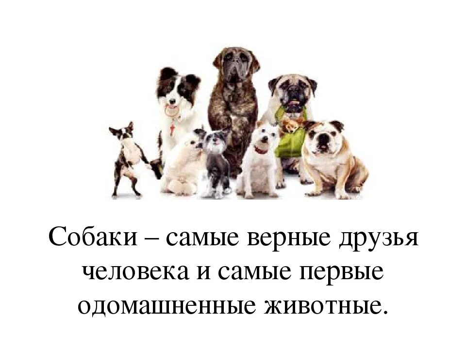 Как получить верный друг. Собака верный друг. Собака самый верный друг человека. Собаки наши верные друзья. Животные лучше людей.