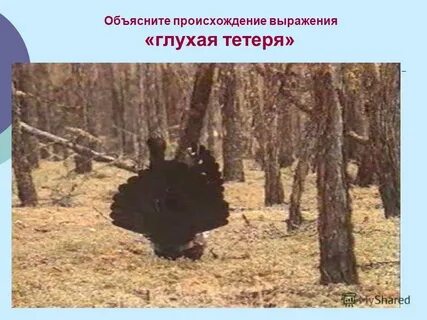 Что такое сонные тетери