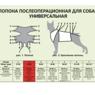 Надеть попону на кошку после операции