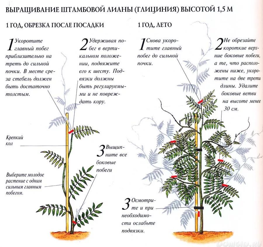 На какой год зацветает. Глициния побег. Глициния китайская посадка. Глициния штамбовое дерево.