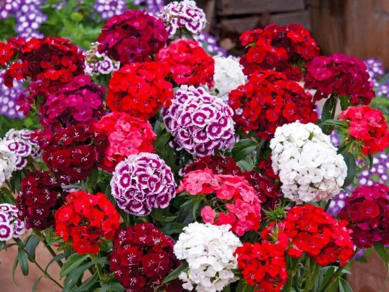 Dianthus FRUIT PUNCH ® 'Cherry Vanilla' PPAF CPBRAF Fragrant flowers, Pink diant