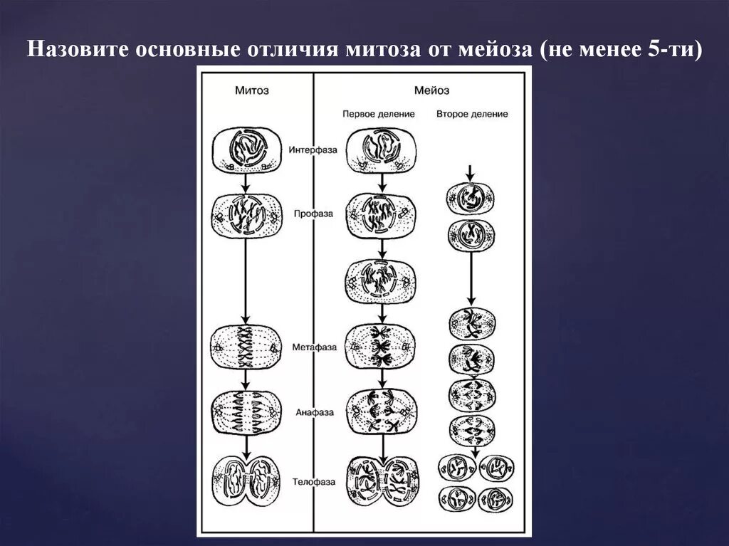Сходства и отличия митоза и мейоза. Различия митоза и мейоза. Мейоз и митоз отличия. Основные отличия мейоза от митоза. Отличия фаз митоза.