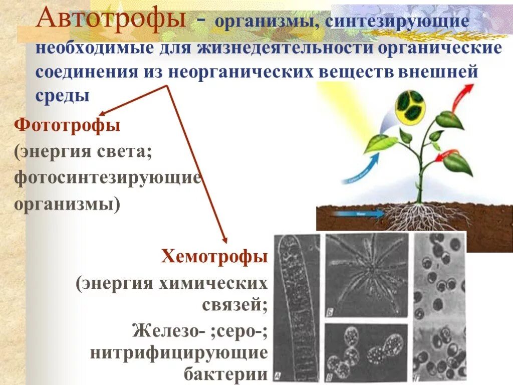 Автотрофы организмы способные. Нитрифицирующие бактерии автотрофы. Автотрофы организмы синтезирующие органические соединения. Организмы синтезирующие органические вещества. Нитрифицирующие хемотрофы.