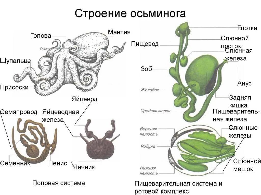 Пищеварительная система осьминога кратко. Строение пищеварительной системы головоногих моллюсков. Строение осьминога. Внешнее строение осьминога.