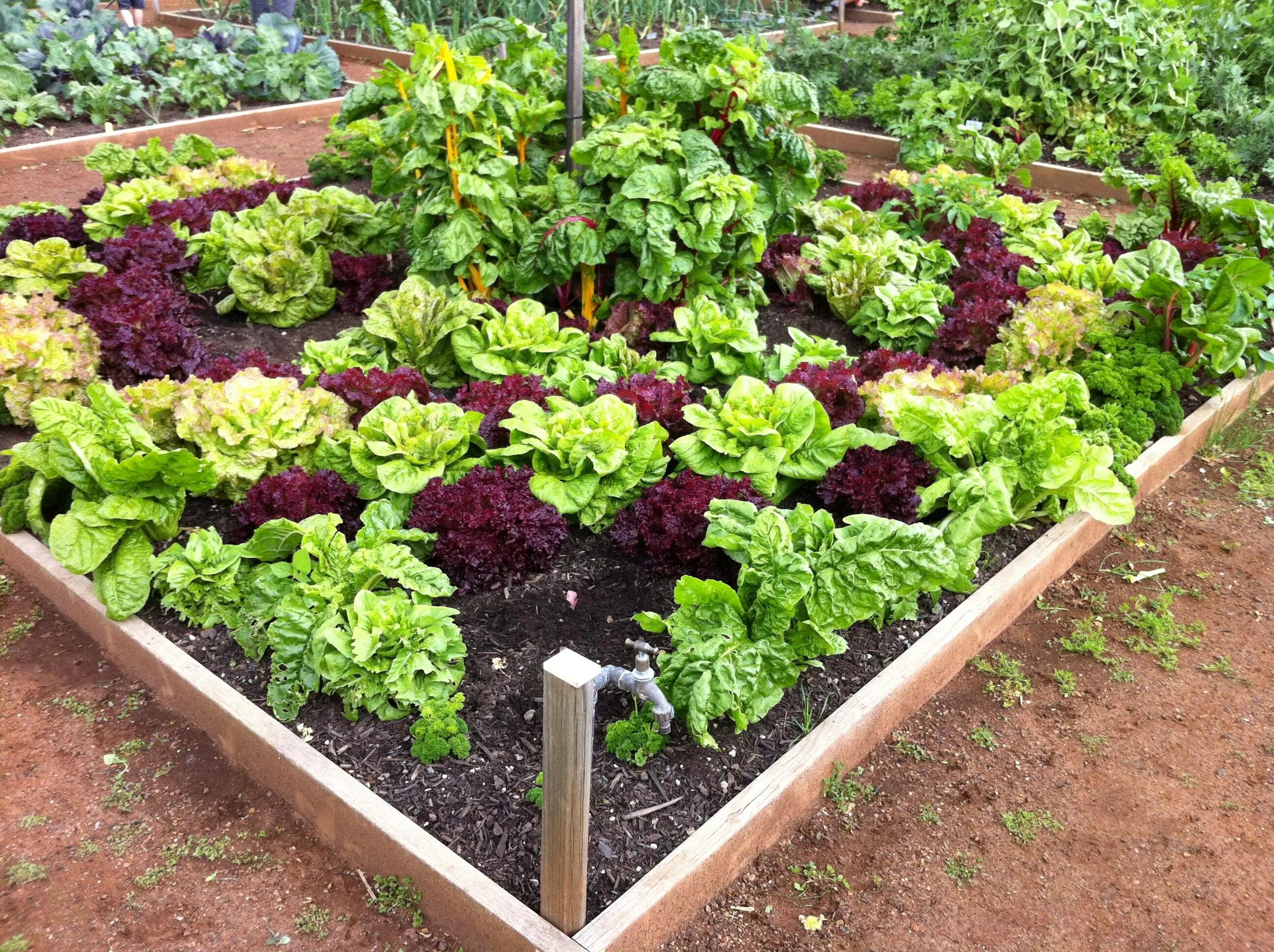 Цветочные грядки на даче. Сад огород первомайский. Французский огород с зоей козичевой. Красивые грядки. Красивый огород на даче.