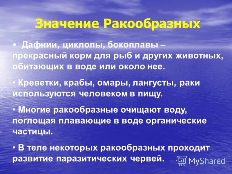 Класс ракообразные значение в природе. Класс ракообразные значение в природе