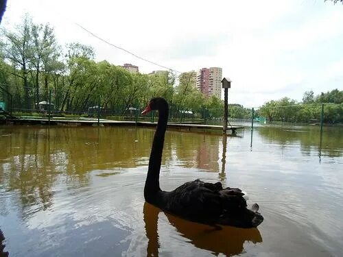 Заречье десна