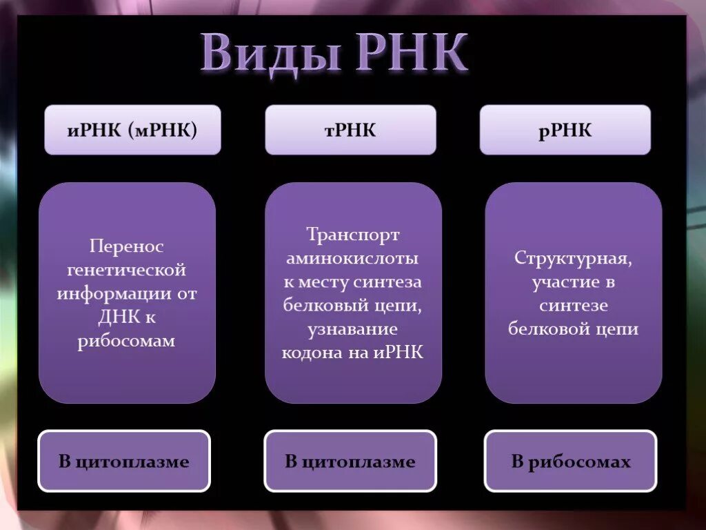 Количество типов рнк. Виды днк. виды рнк. типы днк и рнк. виды и разновидности днк.