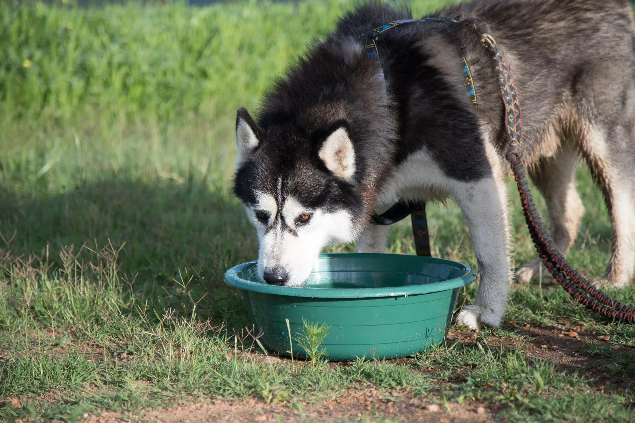 Сколько живут хаски девочки. Группа husky rescue. миски для хаски. хаски на цепи. хаски на природе с миской.