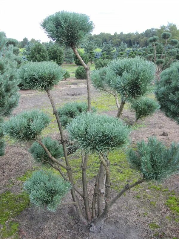 10 Types of Pine Trees Everyone Should Know American Conifer Society Types of pi