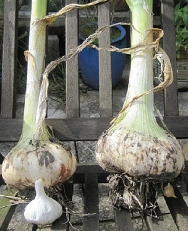 Слоновий чеснок рокамболь. Лукочеснок рокамболь. Лукочеснок рокамболь. Лукочеснок рокамболь. Чеснок гигант рокамболь.