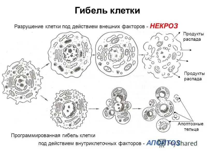 Формы клеточной гибели. Разрушенные клетки что это. Гибель клетки процесс. Гибель клетки апоптоз. Сломанная клетка.