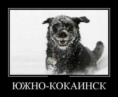 Пес без мата