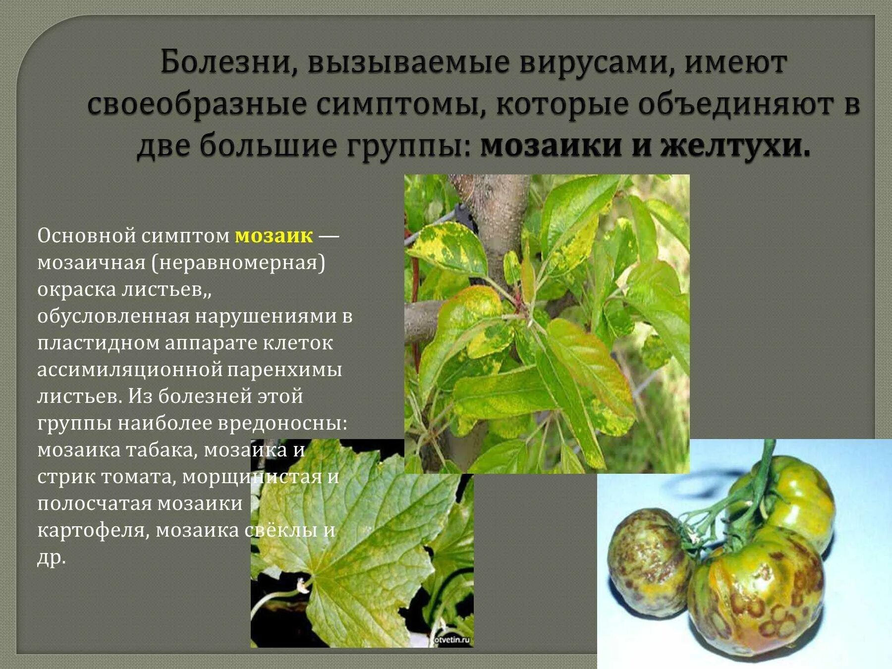 Симптомы вирусных болезней растений. Вирусы вызывающие заболевания растений. Вирусные и бактериальные заболевания растений. Заболевания вызываемые вирусами у растений. Определение болезней растений