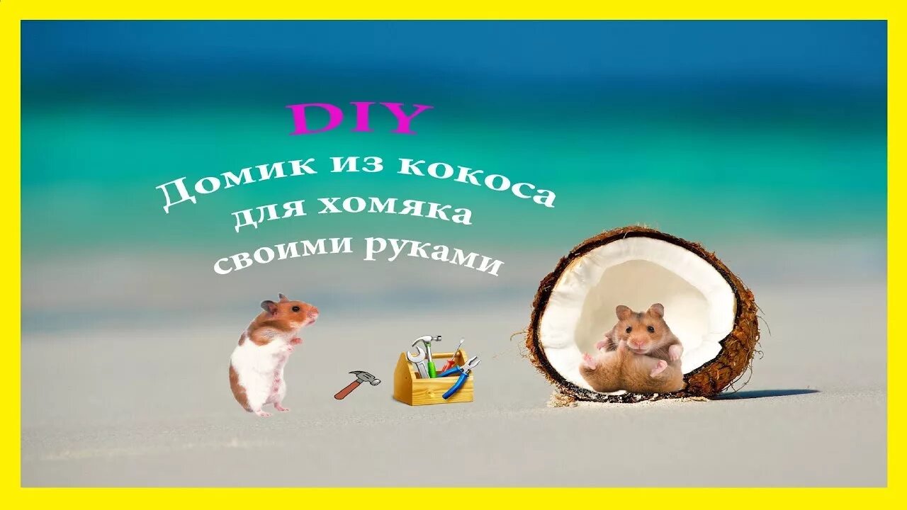 Хомяка можно кокос. Хомяка можно кокос. Домик кокос для хомяка. Дом из кокоса для хомяка. Кокосовая скорлупа для хомяка.