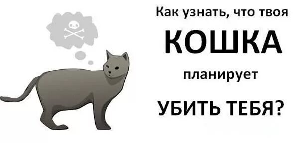 Тест про кошек. Твоя кошка переживает за тебя. Кошка. Аниса. Я буду твоей кошечкой.