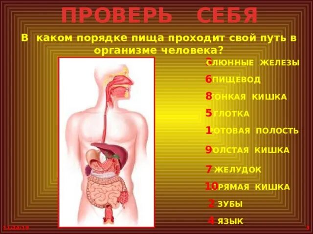 Последовательность поступления пищи в пищевод