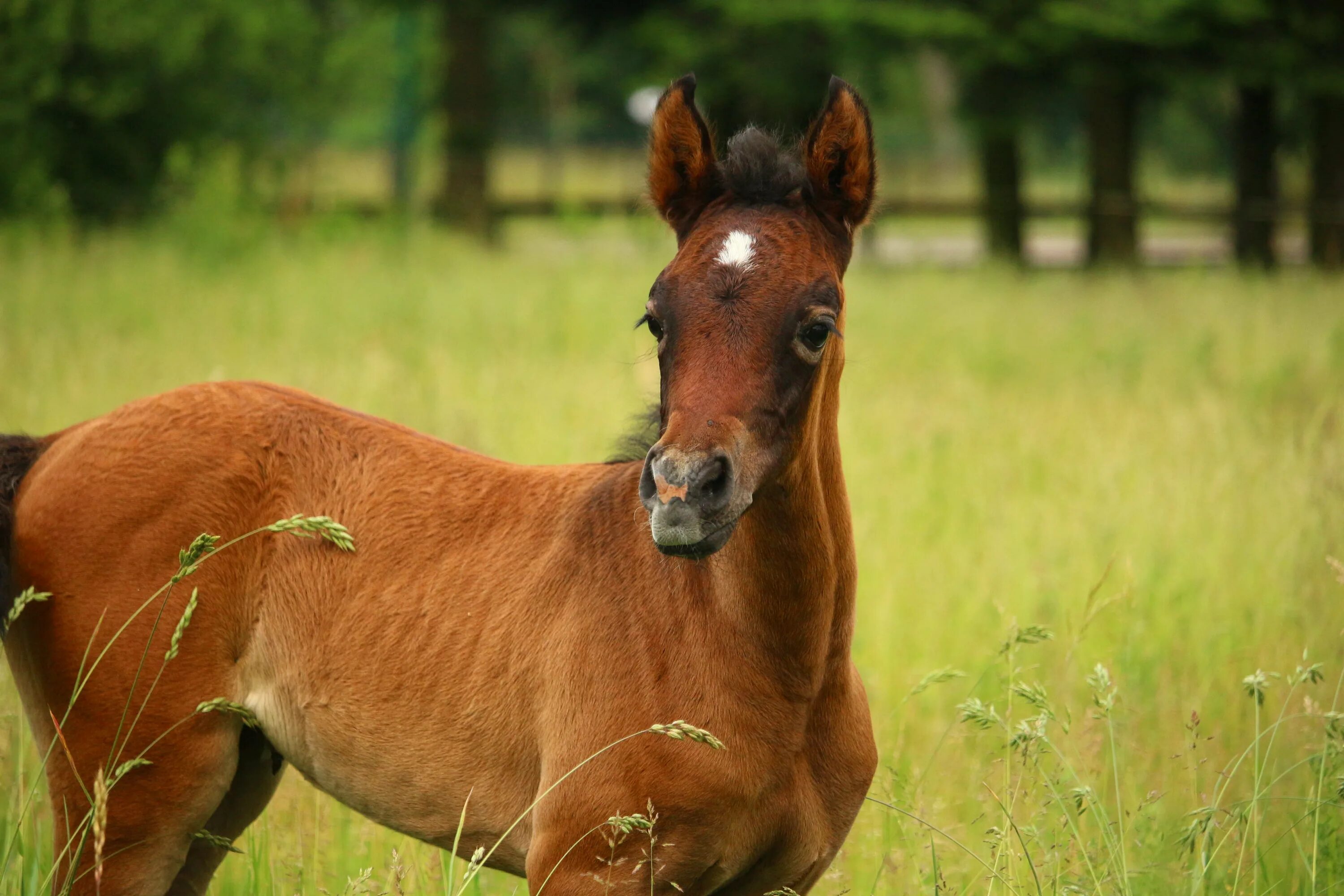 Лошадь Thoroughbred foal. Бурый жеребенок. Коричневая лошадь. Жеребенок коричневый.