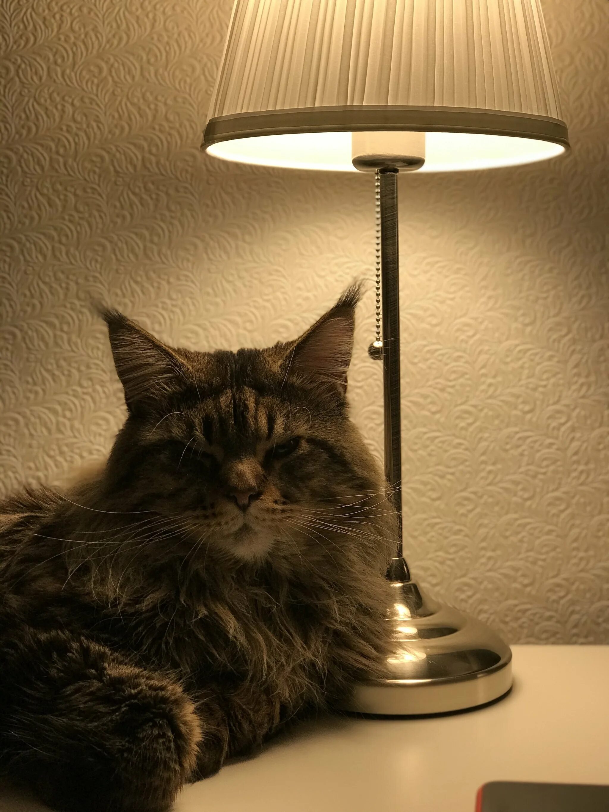 Кот с лампой. Котолампа оригинал. лампа кот. ламповый кот. котик с лампой.