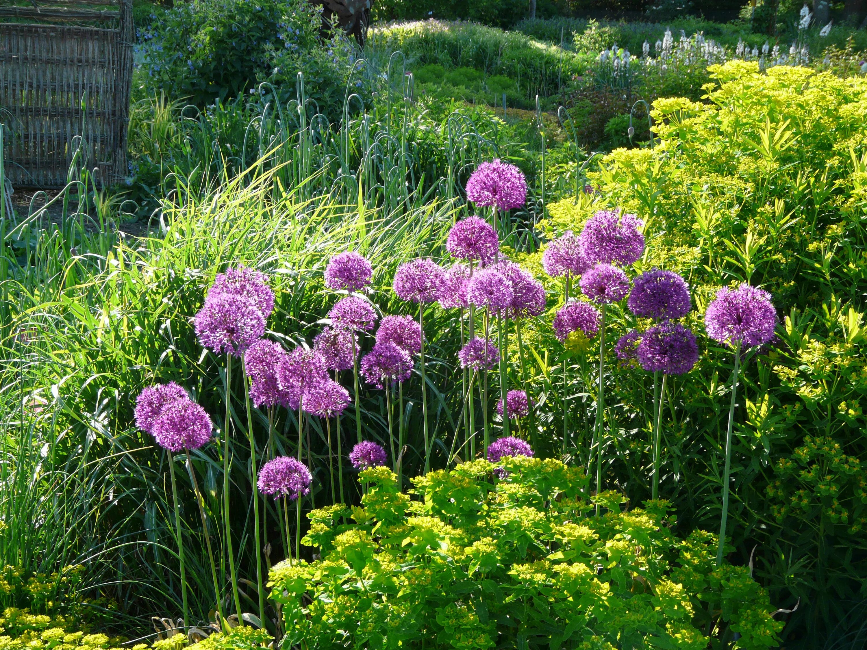Луковый сад. Луковый сад. Краспедия шаровидная аллиум. Луковичные аллиум. Аллиум шнитт.