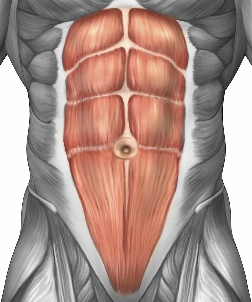 Передняя прямая мышца живота. Мышцы живота. Брюшные мышцы. Прямые мышцы живота. Прямая мышца живота анатомия.