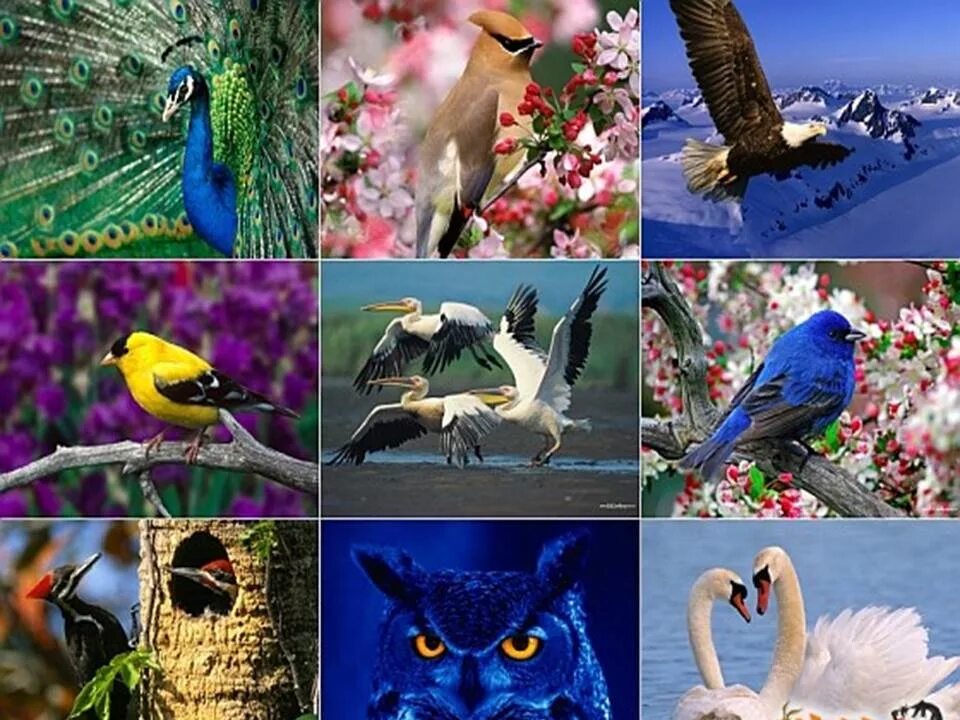 Мир без птиц. Разные птицы. Много птиц. Разнообразие птиц виды. Экзотические птицы коллаж.