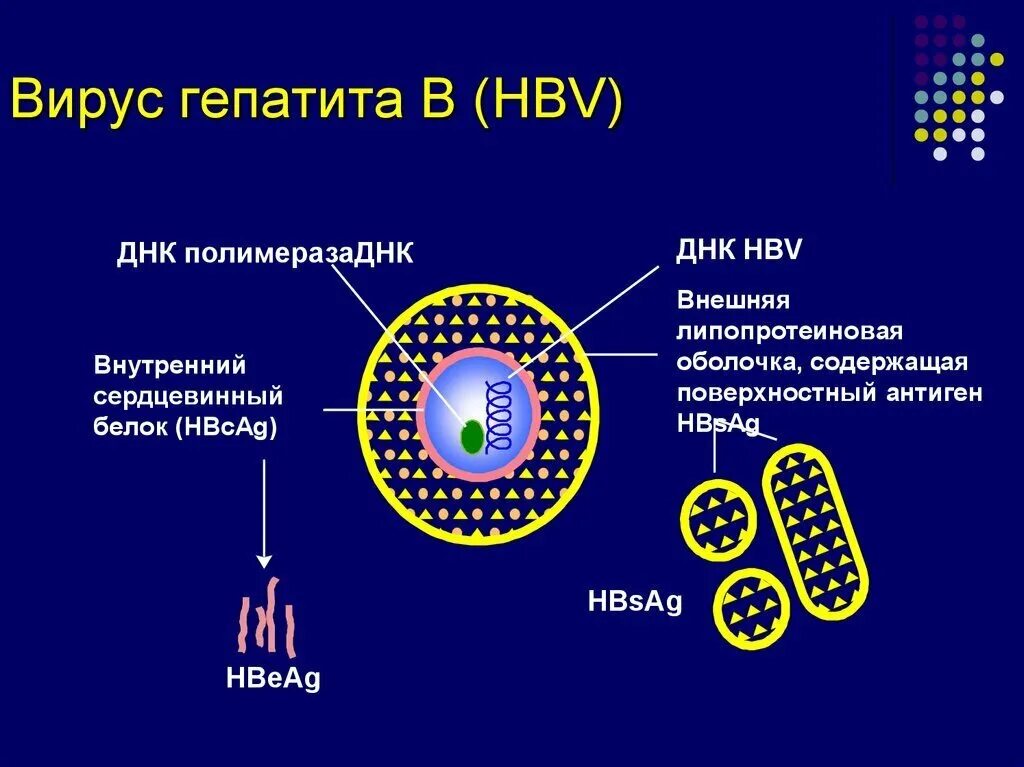 Поражаемые структуры гепатита в. Строение вируса гепатита б. Строение вируса гепатита в. Структура вируса гепатита в. Вирусный гепатит вирус.