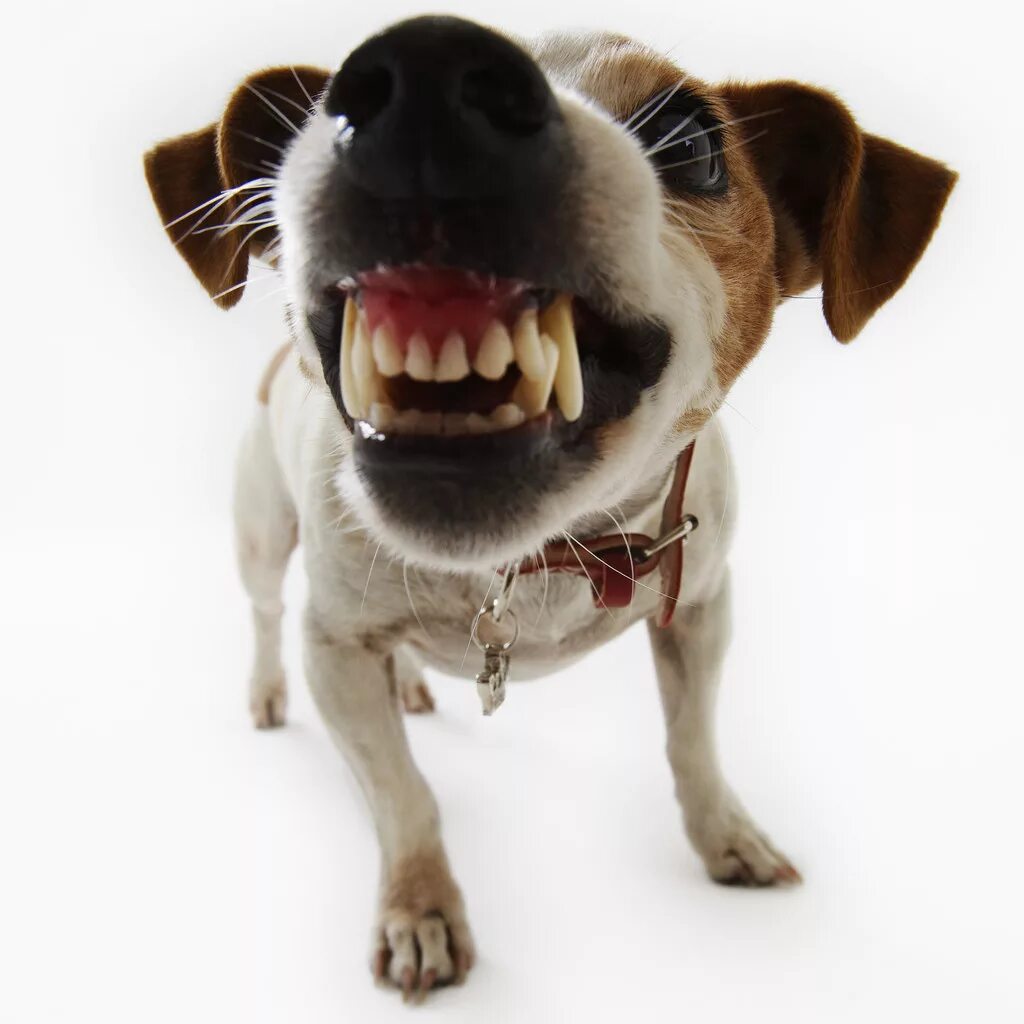 Собака джек рассел терьер мем I Don't Know Jack Jack russell puppies, Jack russell, Jack russell dogs