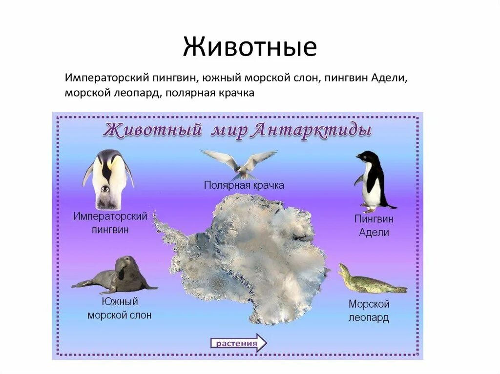 Где живёт Пингвин?. Животные обитающие на континентах. Императорский Пингвин и морской слон. Где обитают пингвины на карте.