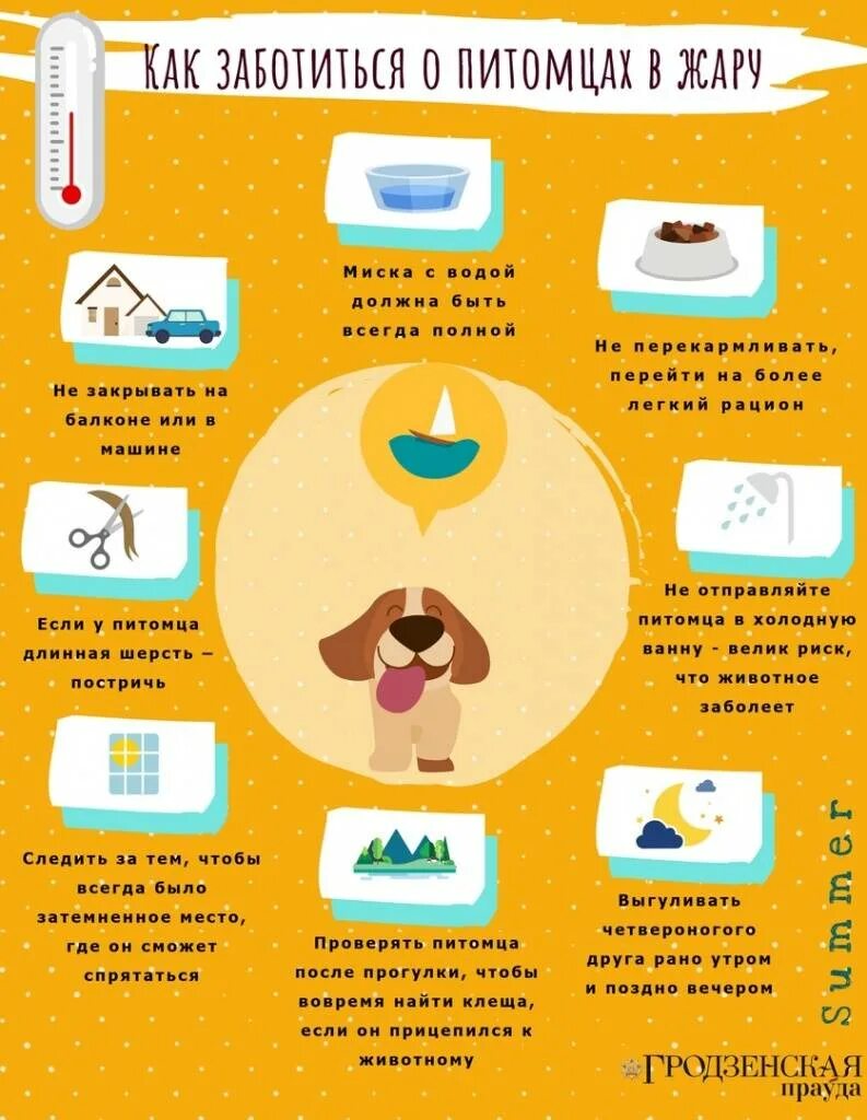 Как облегчить жару в квартире. Советы в жару. советы в жаркую погоду. полезные советы о животных. жара и питомцы.