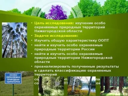 Особо охраняемые природные территории значение лесов