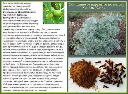 Пижма гвоздика