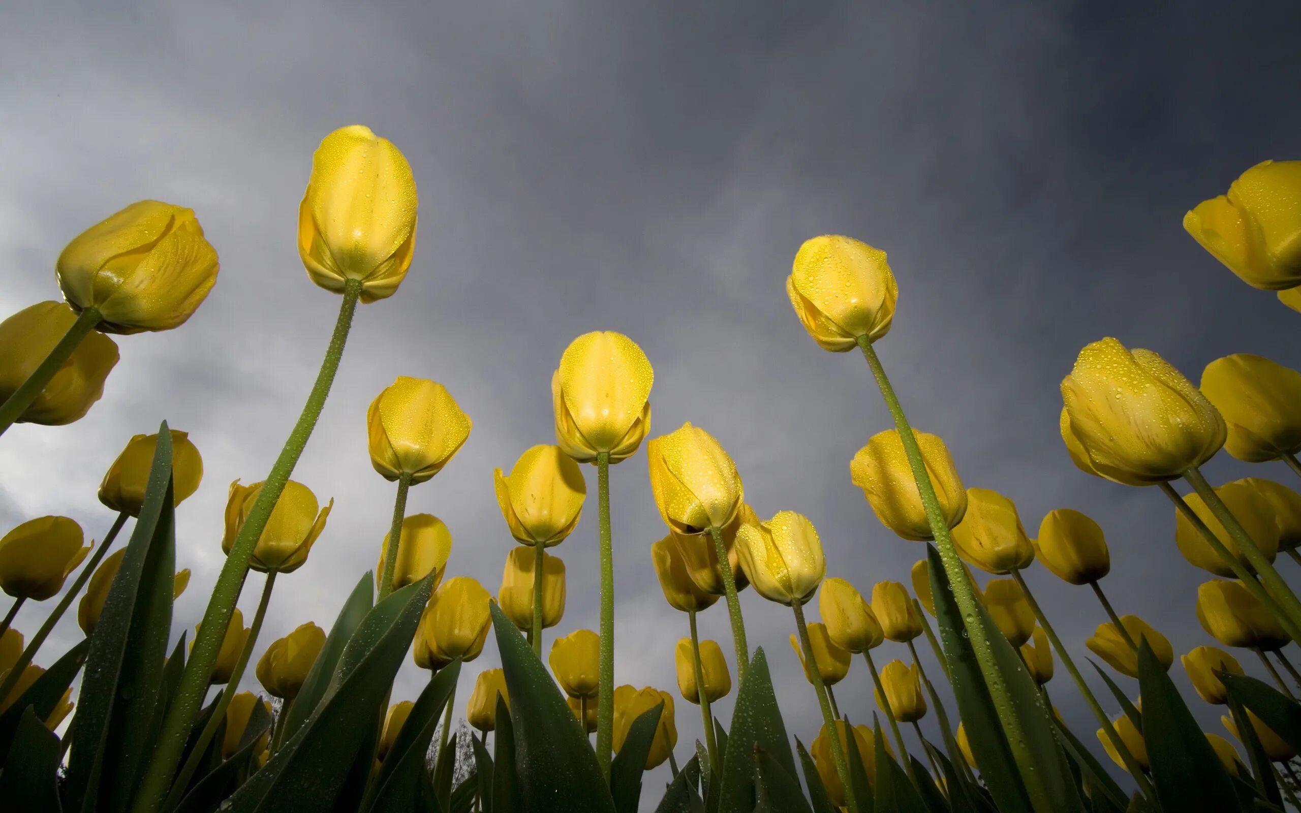 Обои желтые тюльпаны. Тюльпан Йеллоу Флайт. Желтые тюльпаны. Жёлтый цветок. Тюльпаны обои.