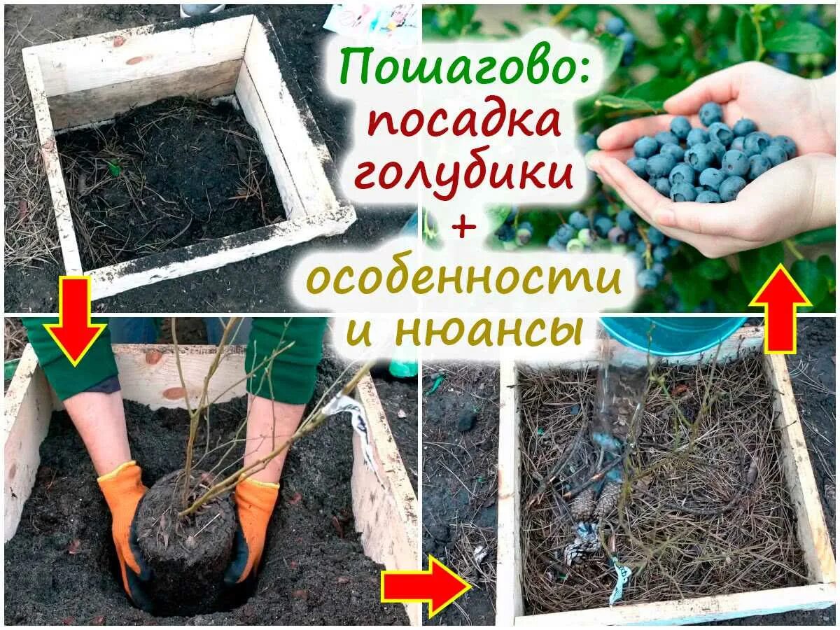 Как посадить голубику весной в открытый