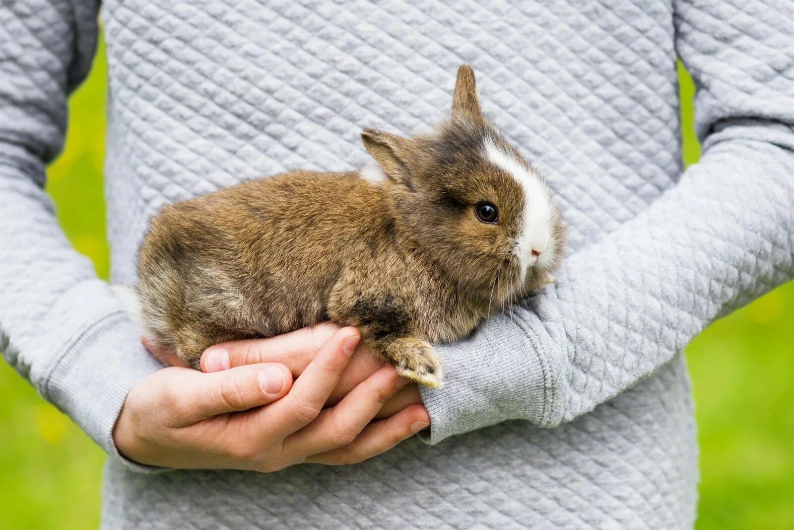 Где сейчас кролик. Айдахский кролик, кролик-Пигмей. Самая маленькая порода кроликов. Крольчонок в руках. Кролик на руках.