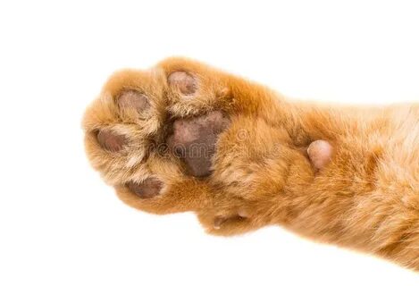 Лапа кота на белом фоне